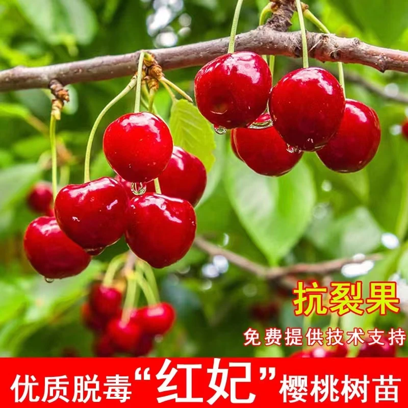 自花授粉当年开花优质红妃樱桃玛瑙红鸡心樱桃好种植