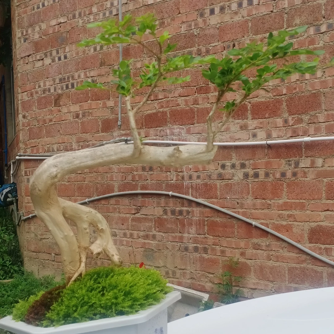 山木香映山红室内杜鹃花黄杨盆景绿植黄杨树老桩盆景老桩绿植盆栽