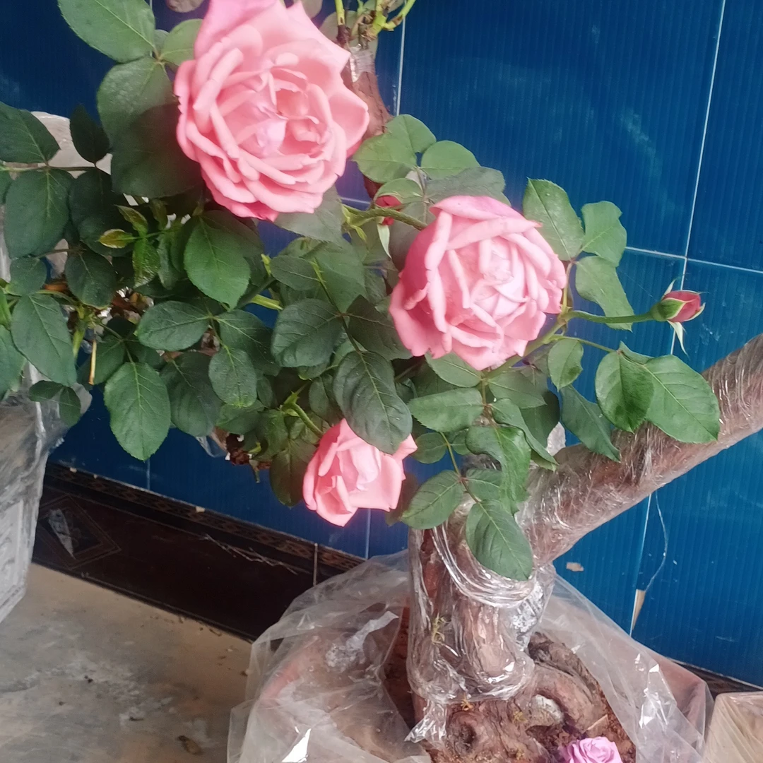 山木香映山红黄杨盆景