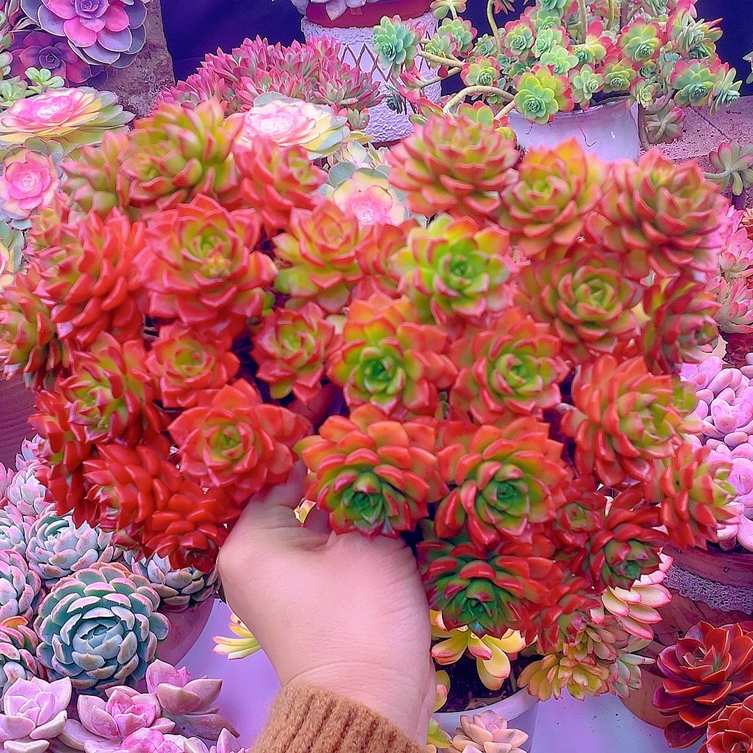 火焰蒂亚玫瑰（买一送一）带盆发 多肉植物 美观 星花怒放