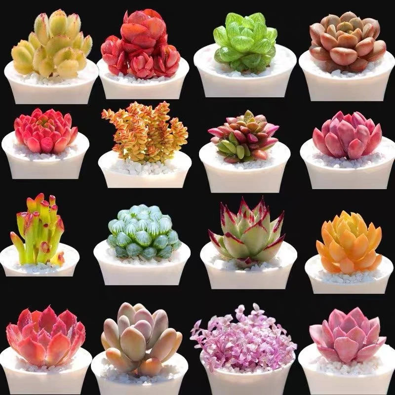 三岁多肉花卉店 全场任意两单包邮【综合链接】