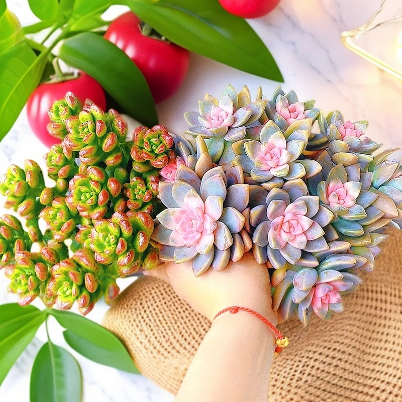 粉樱花+香豆豆 原盆原土 多肉植物 新手好养