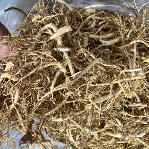 山参腿须泡茶煮水煲汤都可
