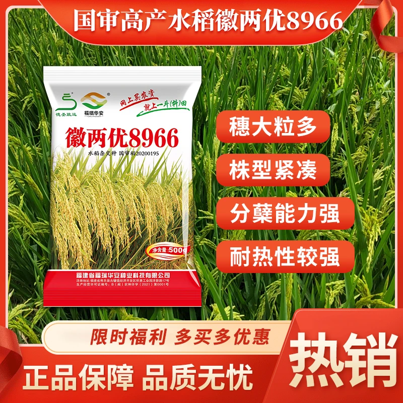 【50袋】国审徽两优8966水稻种子 穗大粒多 耐热 分蘖好 高产种子
