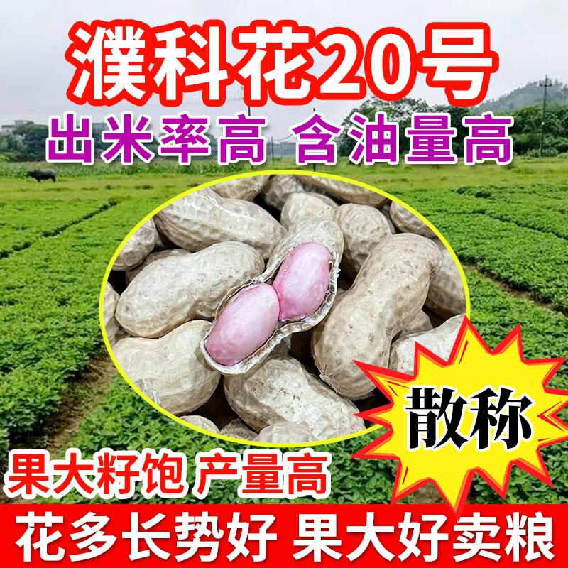 【散称】10斤濮科花20号优质花生种含油量出米率高皮薄籽抗叶斑病高