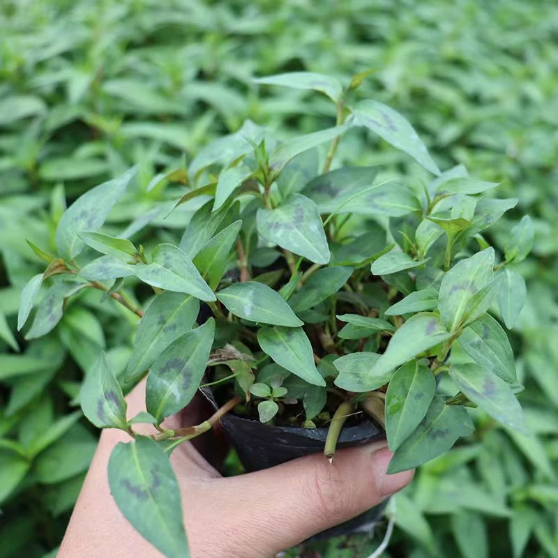 云南香柳苗香蓼保湿发货配料盆栽可食用蓼草食用新鲜鱼生草香辣