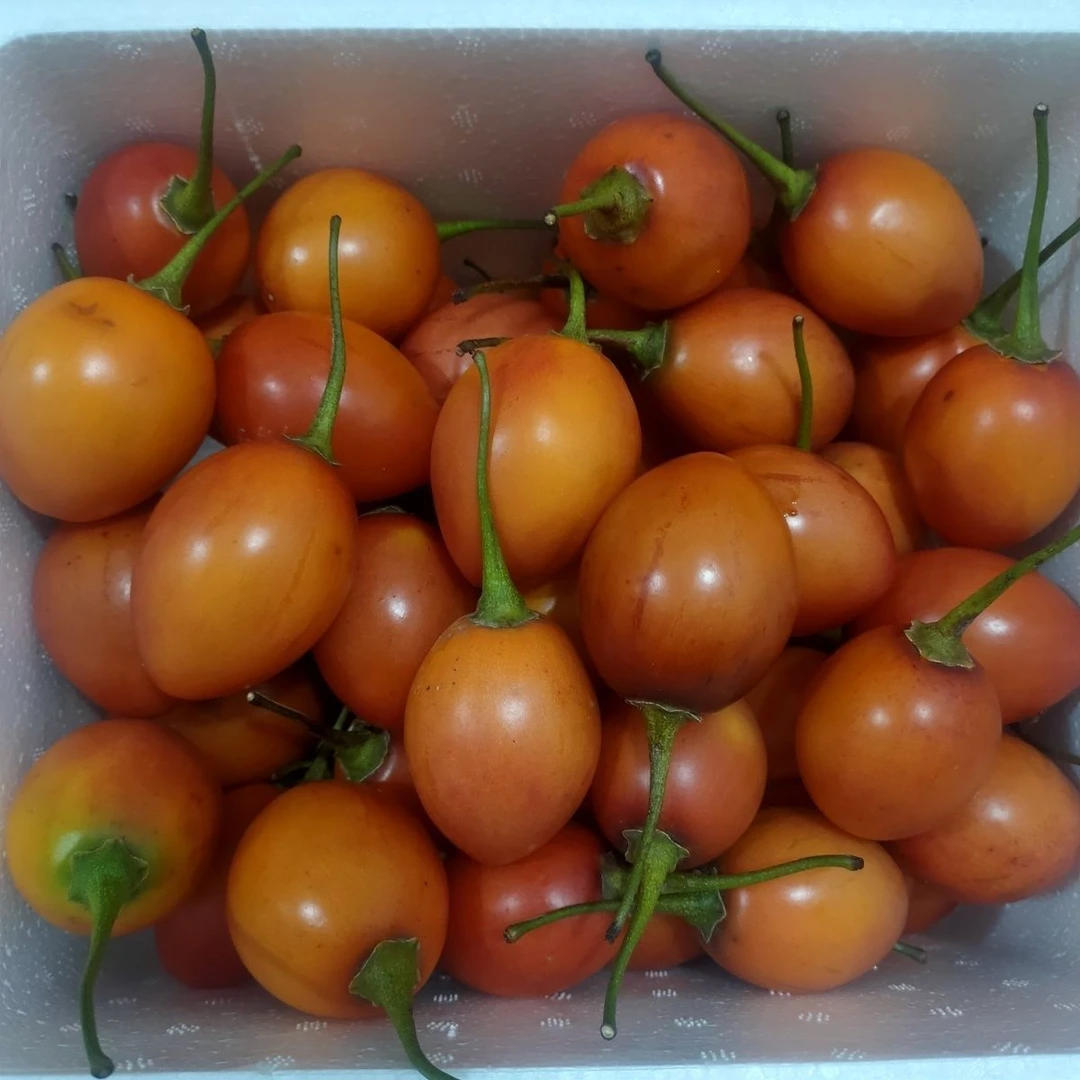 新鲜树番茄洋酸茄云南特产鸡蛋果树番茄当季傣味