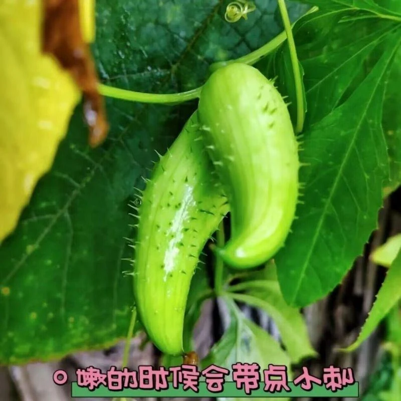 小角瓜小金瓜翘角瓜云南特有微甜云南腾冲大山辣子