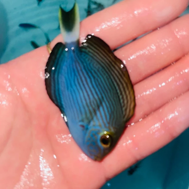 紫兰纹吊海水鱼（直播间专拍勿私拍）