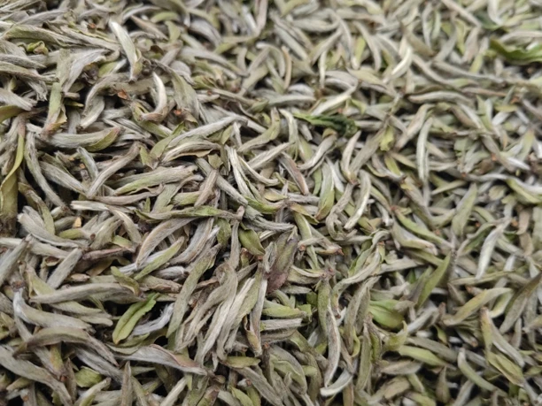 白毫银针— 2021 年的管阳老树荒针