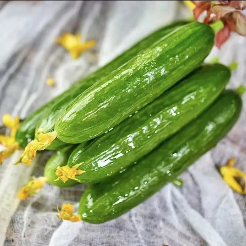 山东小黄瓜【菜乡商贸】新鲜小青瓜荷兰无刺小黄瓜3-5斤