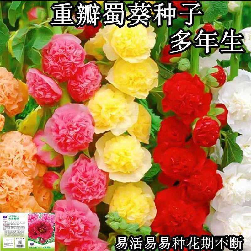 蜀葵种子重瓣混色九头鸟四季开花大花一丈红多年生庭院盆栽花草籽