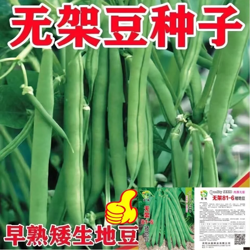 无架四季豆早熟地豆种子四季豆种子矮生不搭架阳台可盆栽蔬菜种子