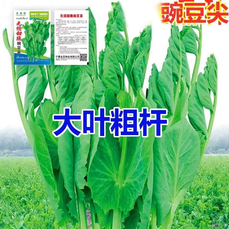 无须豌豆苗种子豌豆尖种籽四季易种阳台盆栽芽苗菜秋冬季蔬菜种子