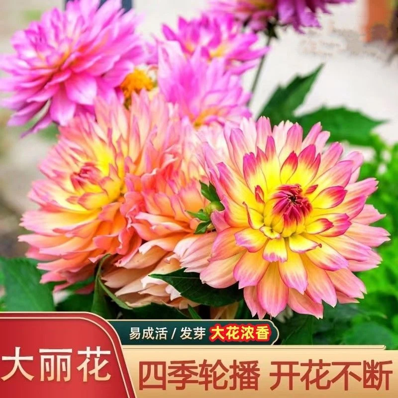 多色大丽花种子驱蚊虫四季开花庭院种植盆栽耐寒耐热植物花卉种子