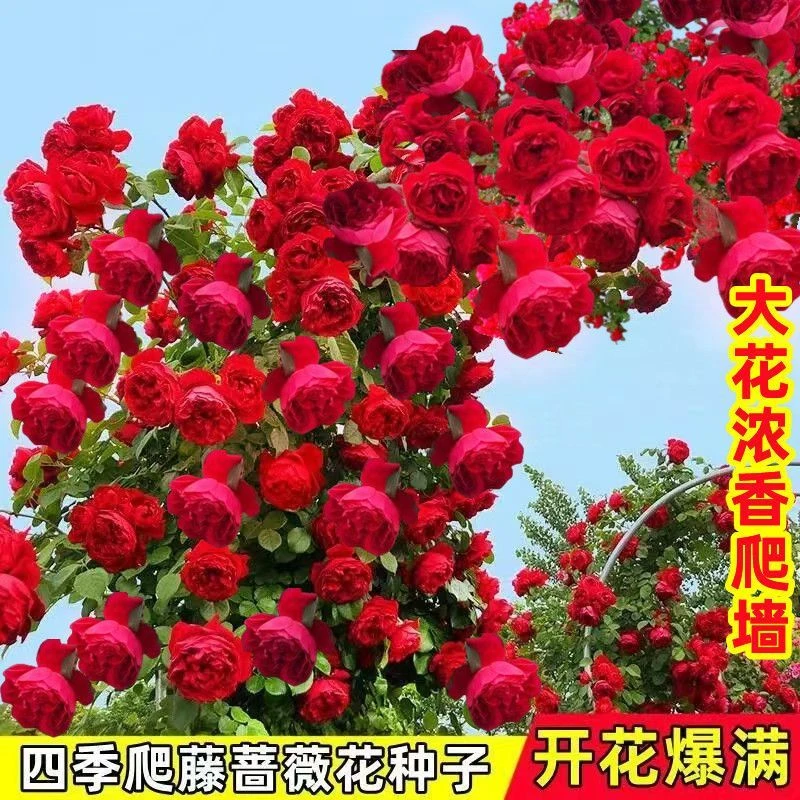 大花爬藤蔷薇花种子浓香重瓣月季玫瑰花四季开花四季开花耐寒易活