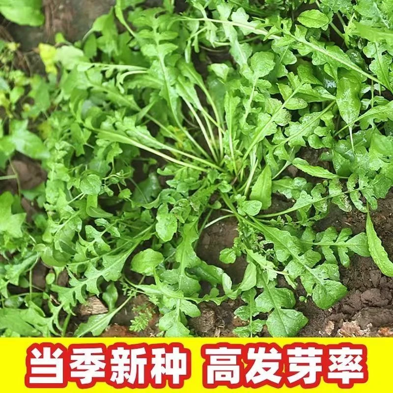 荠荠菜种子农家四季大叶春野菜种籽食用盆栽荠菜种孑青菜籽秋冬播