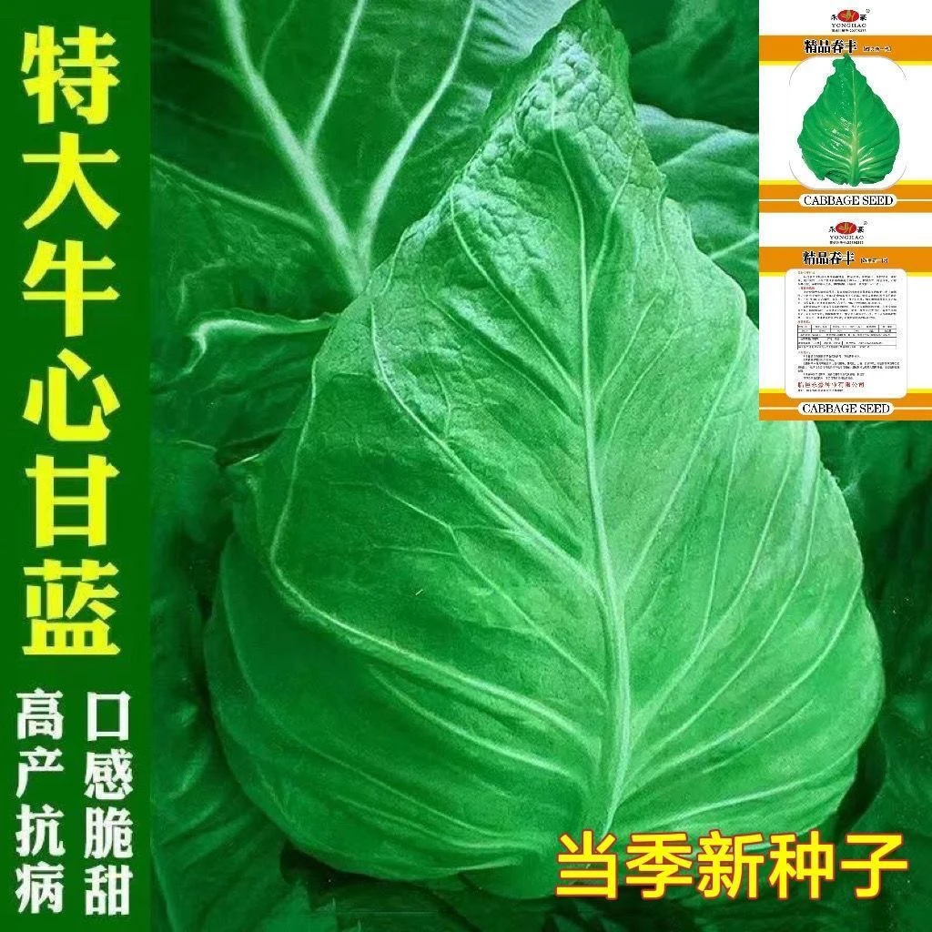 特大牛心甘蓝种子包菜种籽莲花春丰白卷心菜耐寒春秋四季蔬菜种孑