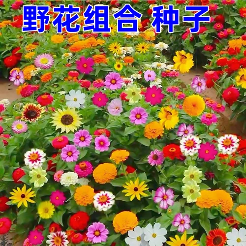 耐寒花种多年生野花组合种子四季开花不断花籽庭院易种活室外花卉