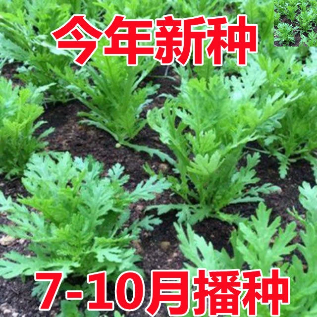 皇帝菜种籽小叶茼蒿种子 香味横溢 多次采收四季播春夏秋耐热耐寒