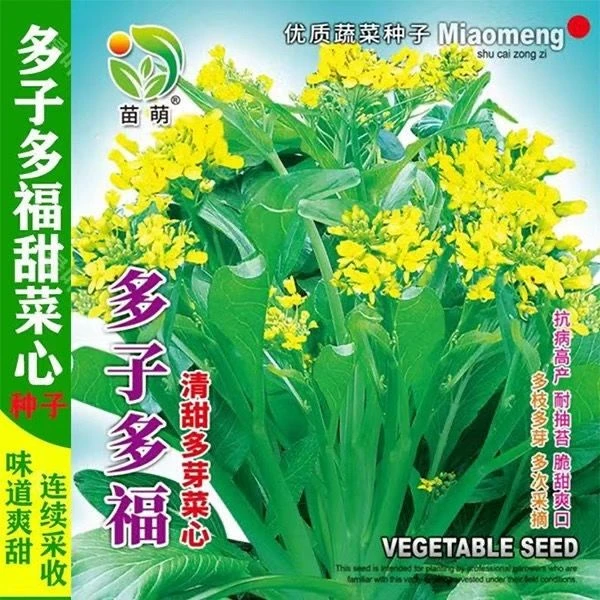 多枝多芽菜心 多子多福甜菜心种子广东菜芯菜苔籽蔬菜种子春夏秋