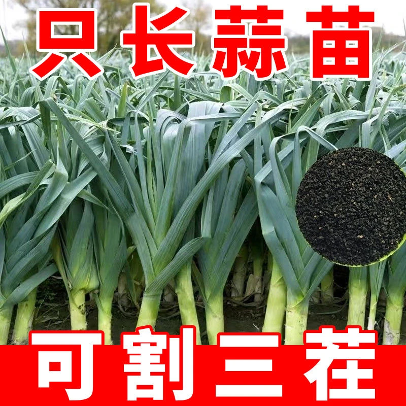 红头蒜苗种子四季播大蒜苗种子宽叶红根棚种香蒜硬叶蒜苗蒜苗种籽