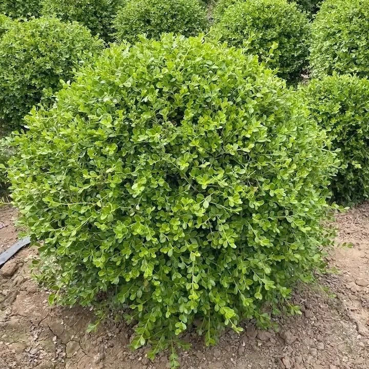 直播专用链接一物一拍黄杨冬青球