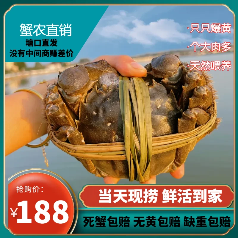 固城湖大闸蟹特大螃蟹去绳裸重鲜活现货顺丰包邮2两母8只