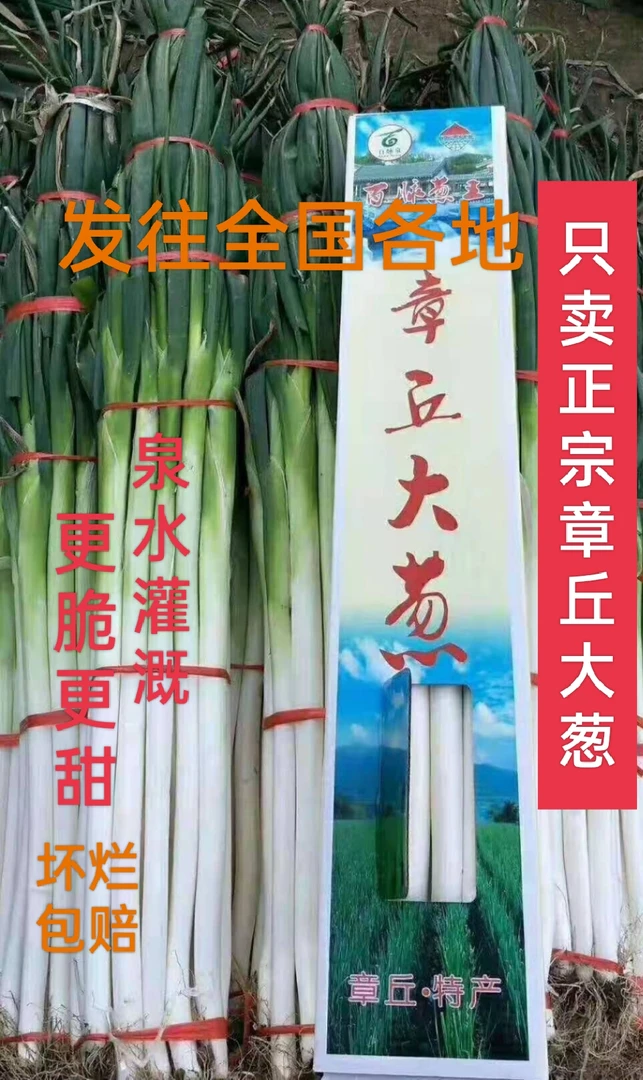 正宗章丘特产脆微甜礼品盒铁杆大葱产地直销现刨现发新鲜9斤