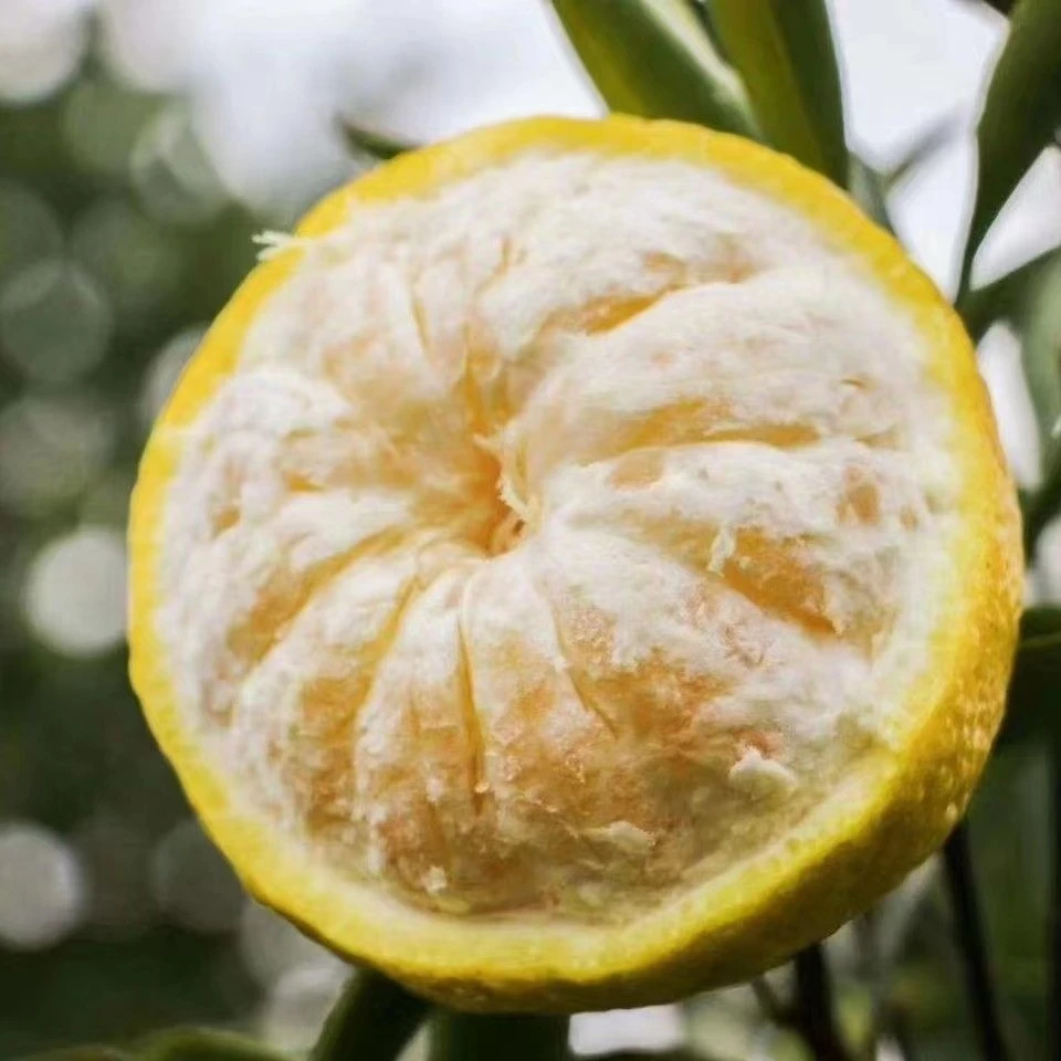 怀化安江黄金贡柚精品大果带箱十斤产地直销（20-24个装）