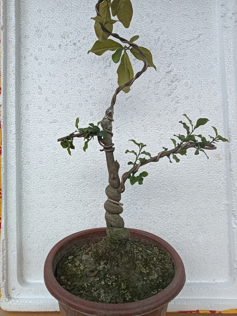 金弹子人工桩、小品桩