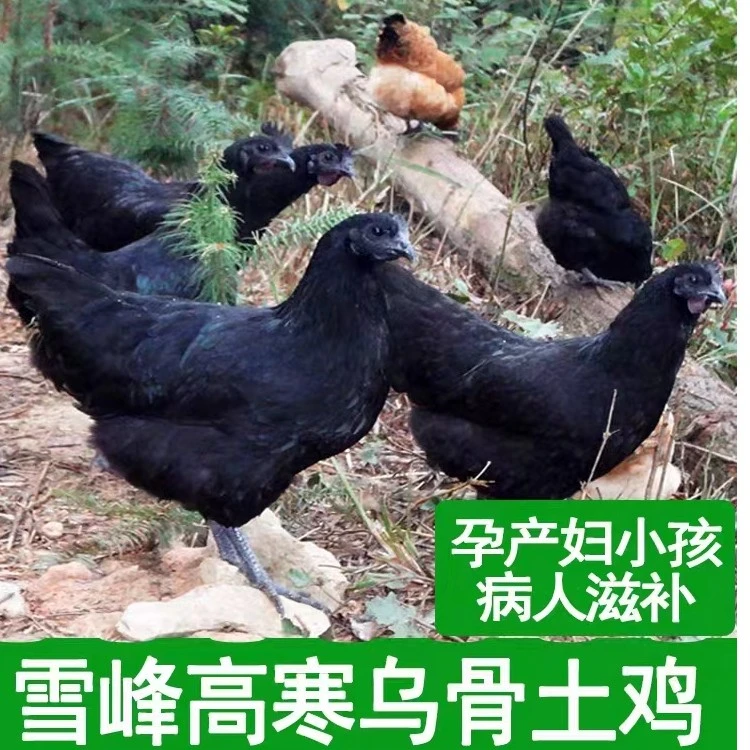 正宗农家散养五土鸡黑鸡净重2.3-2.5斤新鲜现杀真空