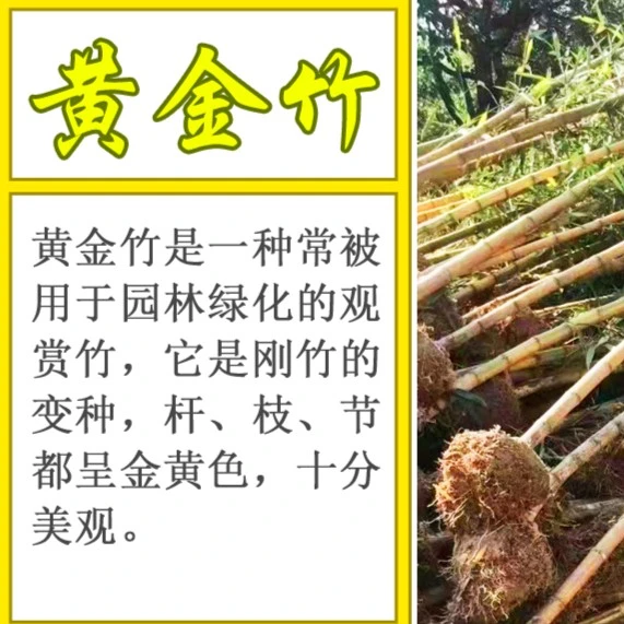 黄金竹耐寒抗冻庭院围墙景观竹四季常青