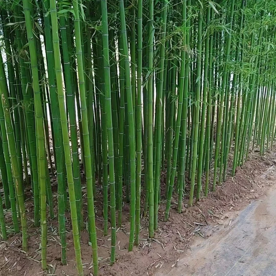 大毛竹 长的高 长的粗 抗旱耐冻