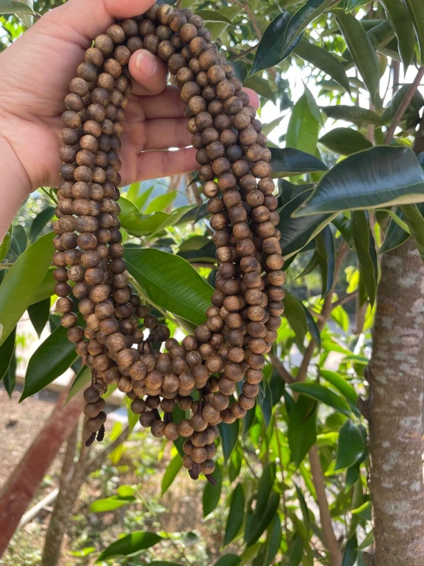 AA*棋楠沉香0.8*21圆珠多圈多样性发1