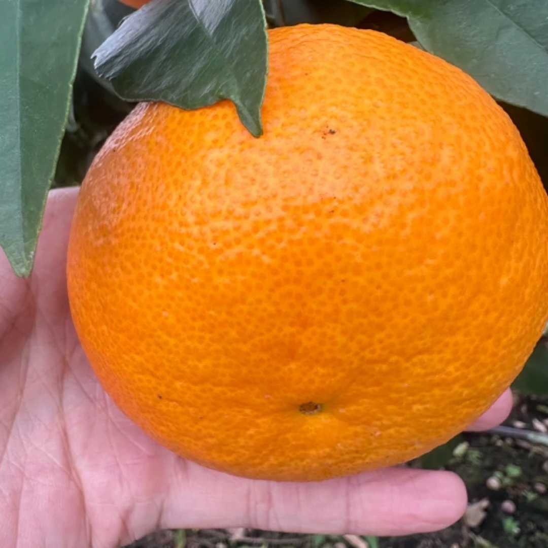 眉山爱媛38号果冻橙无核皮薄细嫩孕妇小孩应季水果现摘现发包邮