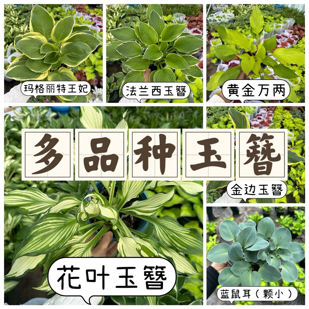 【一加仑盆玉簪】多品种玉簪喜阴耐寒抗冻观叶植物