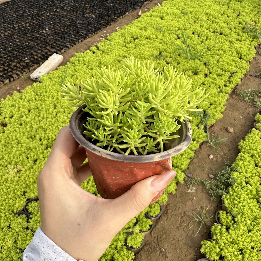 【金叶佛甲草】耐晒耐寒庭院地被黄金条花卉盆栽