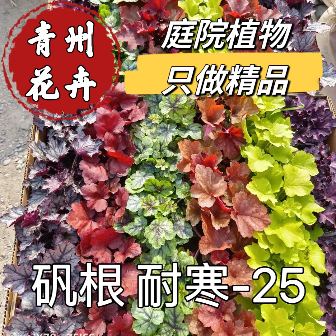 【矾根】矾根观叶庭院花镜植物喜阴耐寒宿根花卉盆栽花苗四季观叶