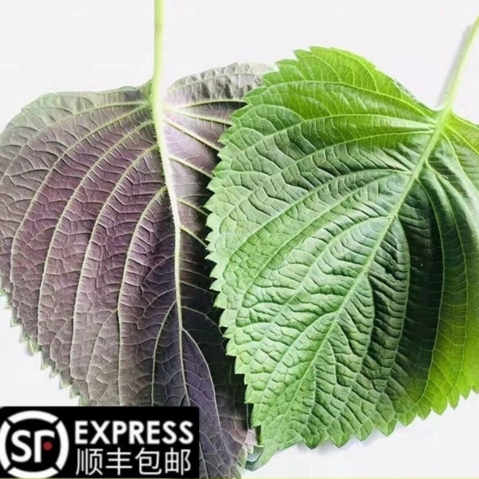 东北新鲜蔬菜苏子叶农家种植烤肉包饭蘸酱鲜嫩100g/250g/500g顺丰