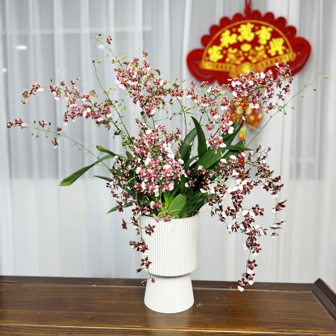 【6-10支花剑红色】梦香文心兰兰带花剑花苞兰场基地直发（带盆）