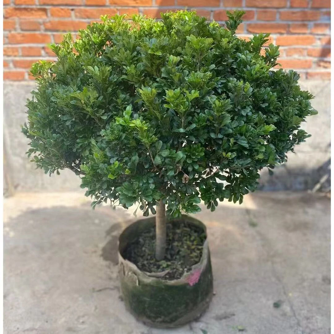 直播米兰盆栽花四季开花不断