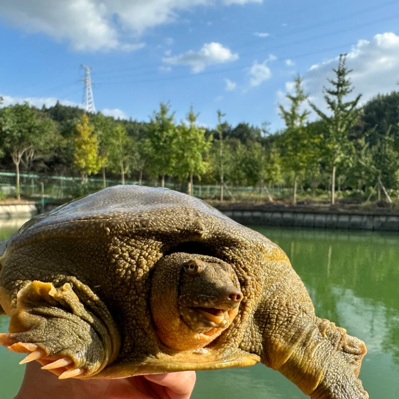 低价共5-6斤三只青黄背白肚外塘甲鱼团鱼水鱼（带货需宠物报白）