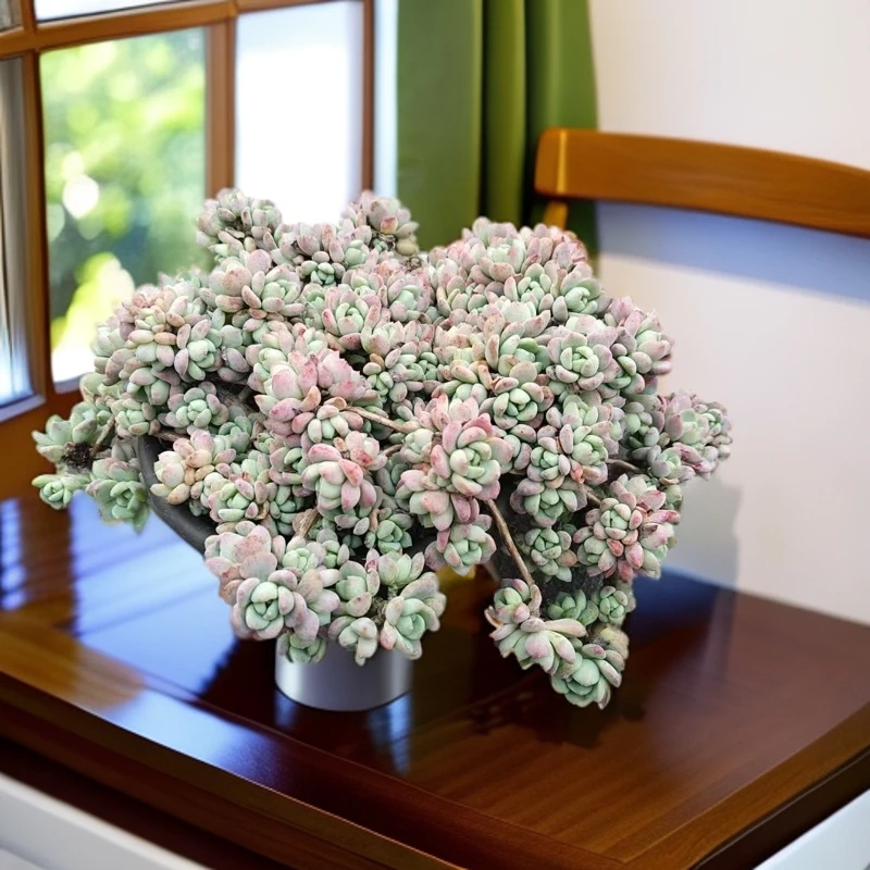 大江桃酥260杯带盆 新手必拍 好看好养 多肉植物云南昆明发货