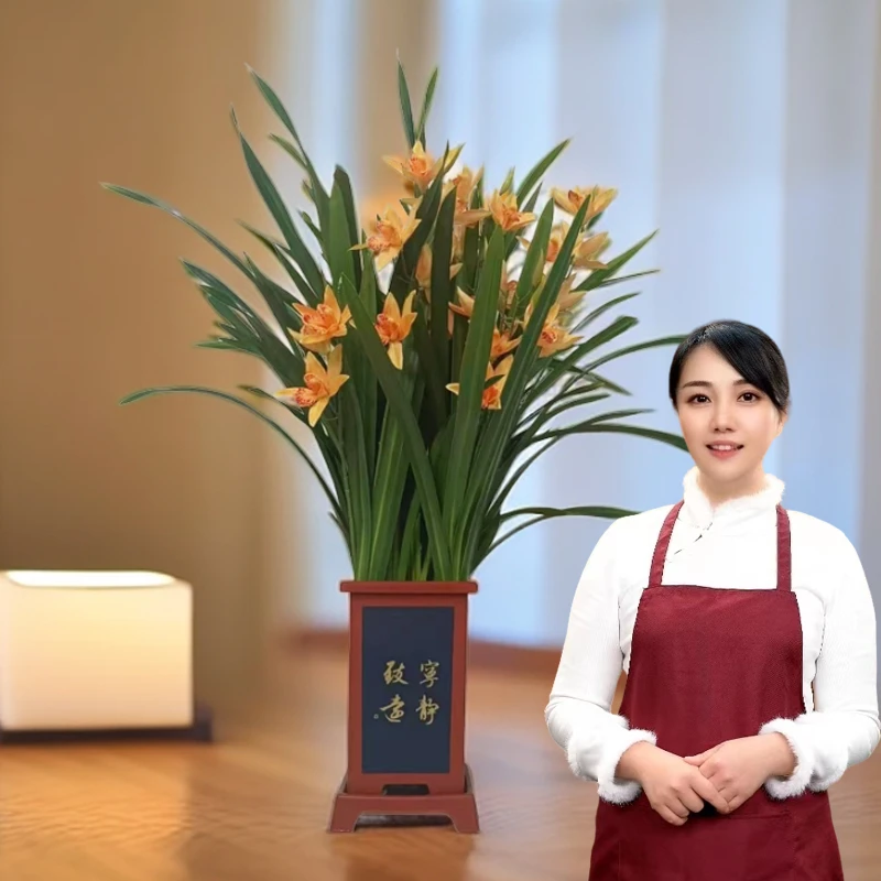 墨兰醉美人兰花兰场基地直发【8-10苗】种好发货10-11月长花剑
