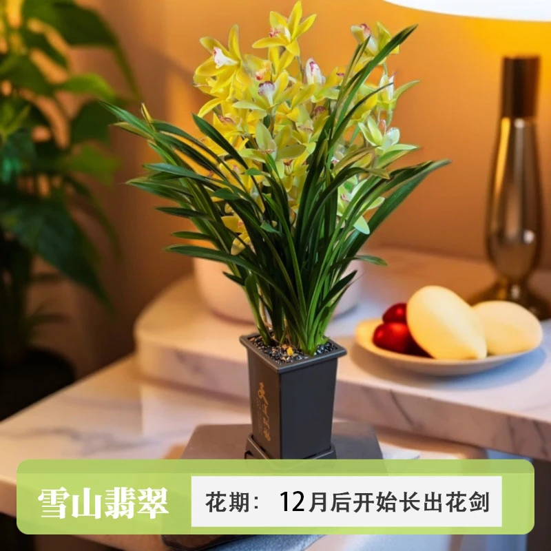 雪山翡翠兰花苗6-8株苗兰场基地直发带方盆种好