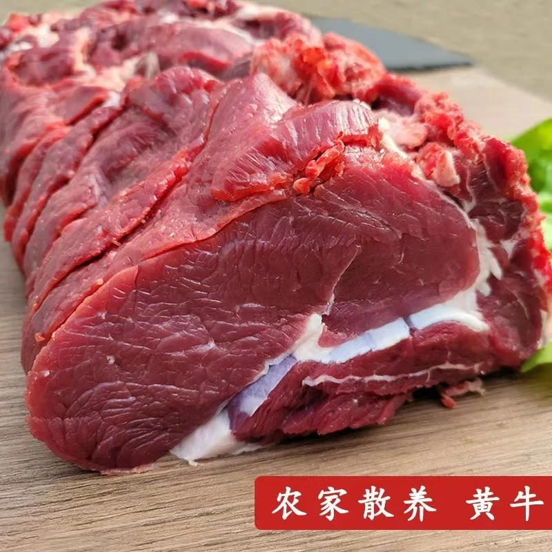 （牛吊龙）坝上草原散养黄膘牛