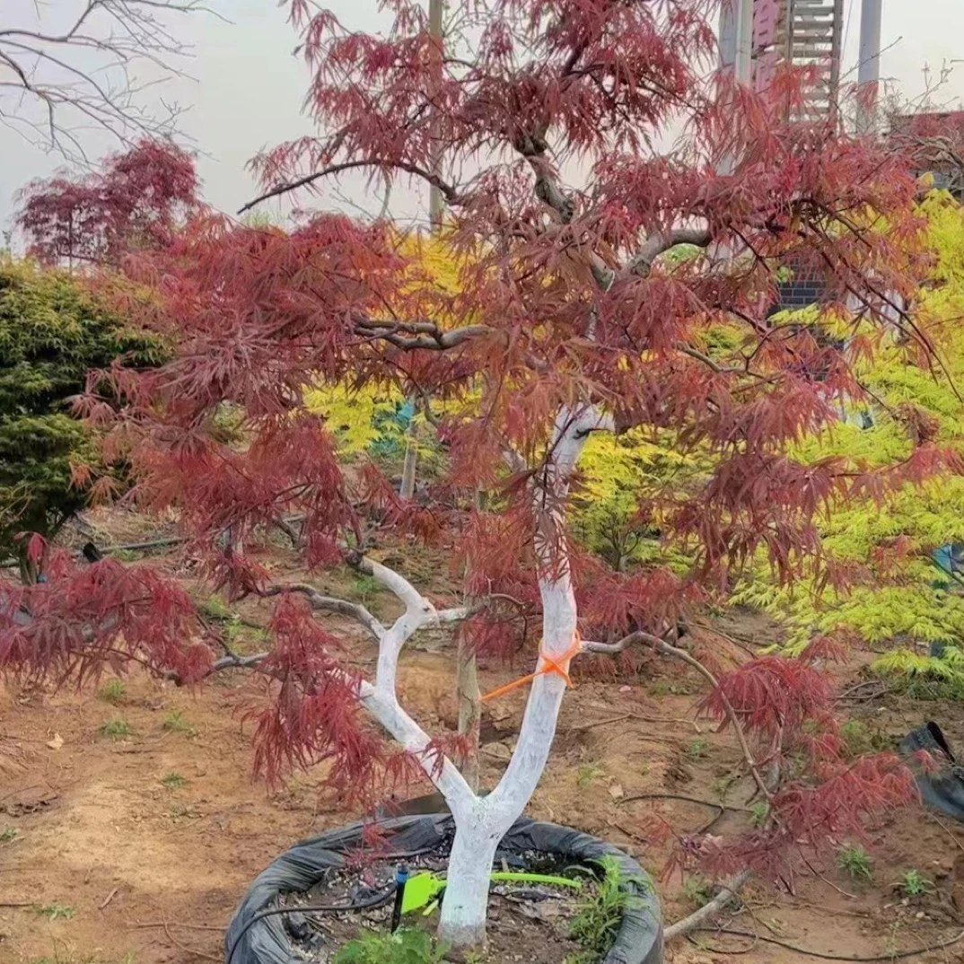 原生羽毛枫外山,稻叶,金丝羽毛枫一物一拍