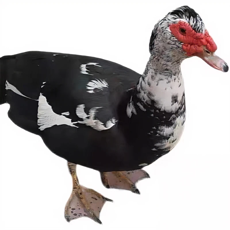 【1只番鸭公】天然放养农家土番鸭正宗食用农产品真空包装速冻