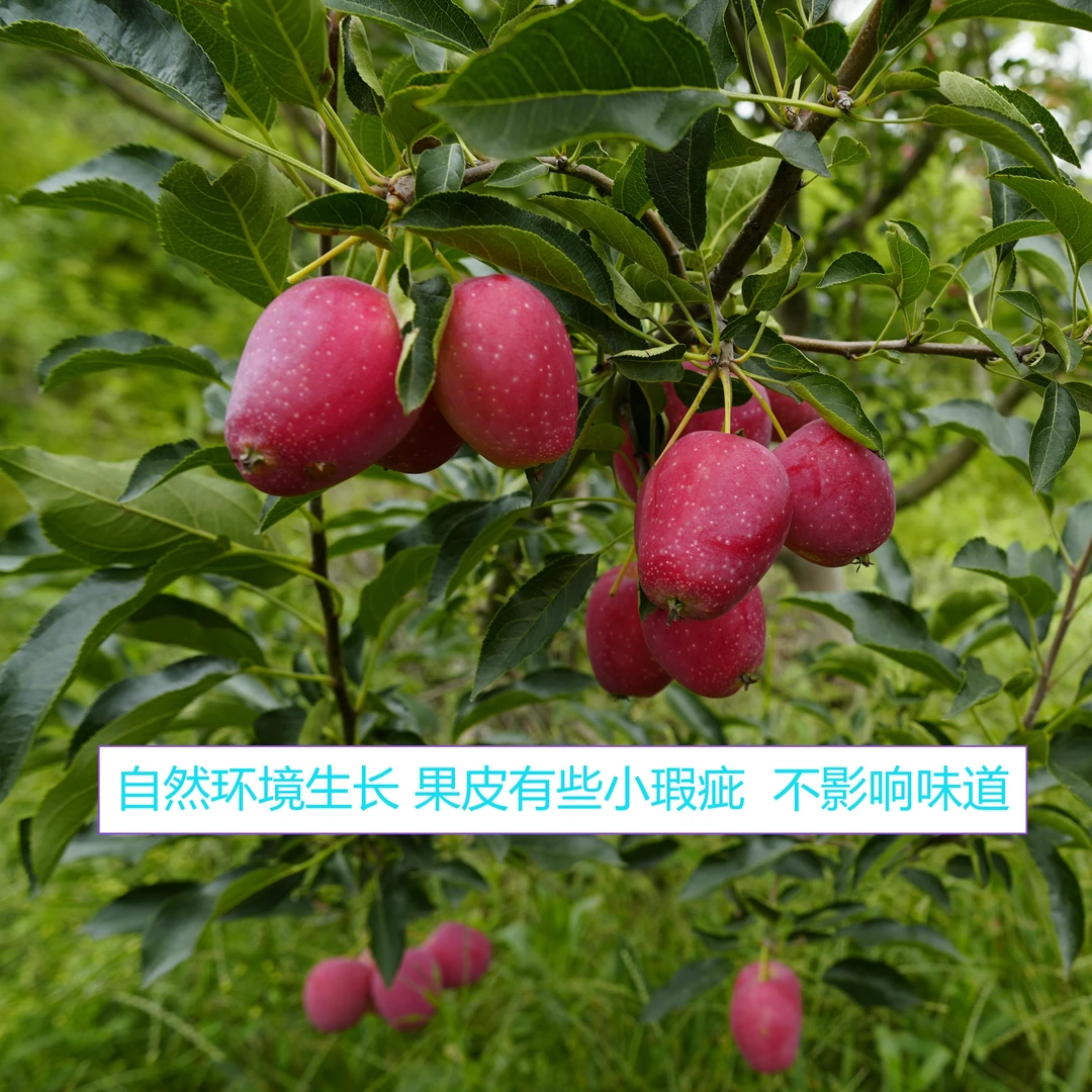 鸡心果熟了 八甜二酸